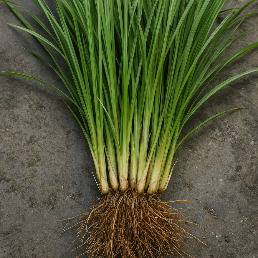 Vetiver EO