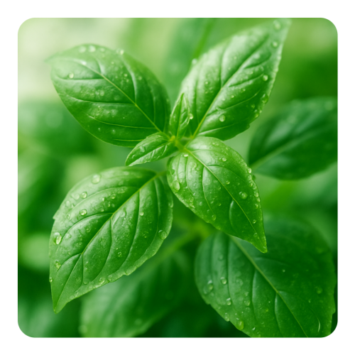 Basil Grand Vert Oil (Egypt).png