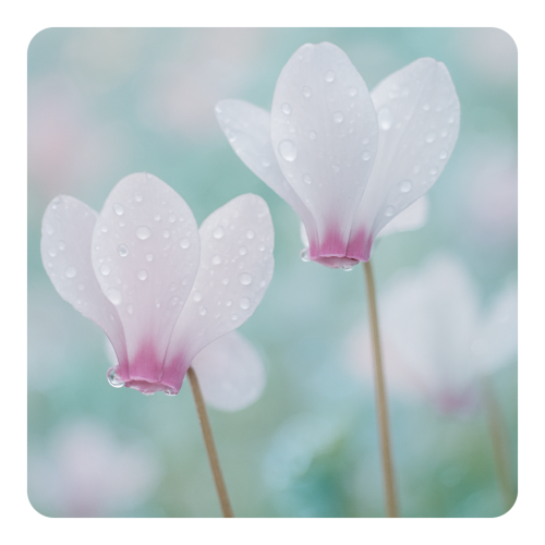 Cyclamen Aldehyde Extra.png