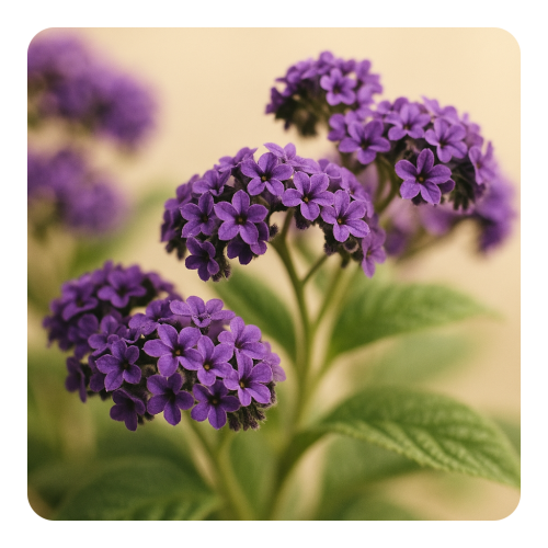 Heliotropex N (IFF).png