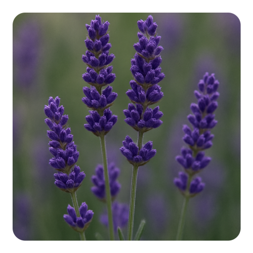Lavender Absolute (IFF).png