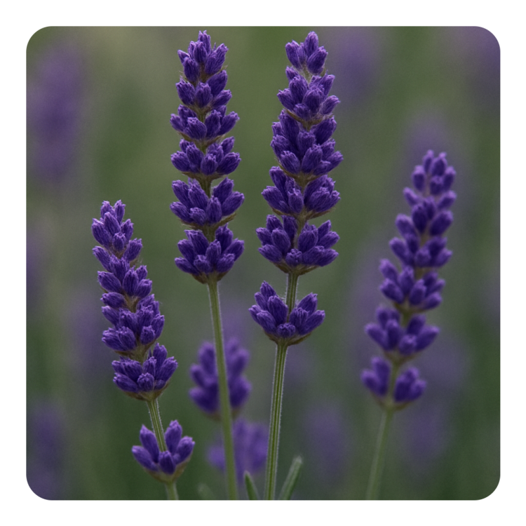 Lavender Absolute (IFF).png
