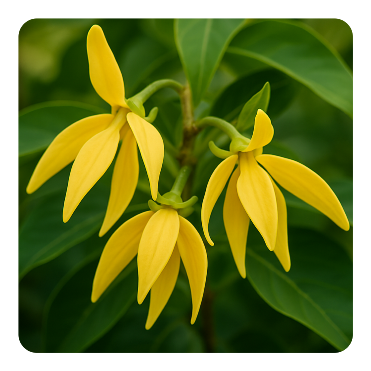 Lisylang (Natural).png