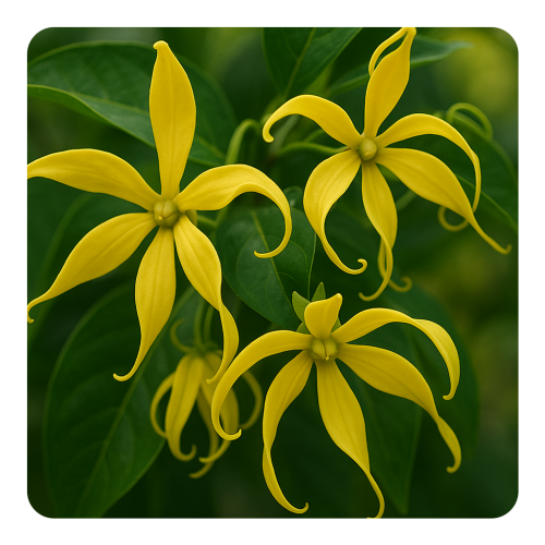 Ylang Ylang (Extra) – Comoros.png