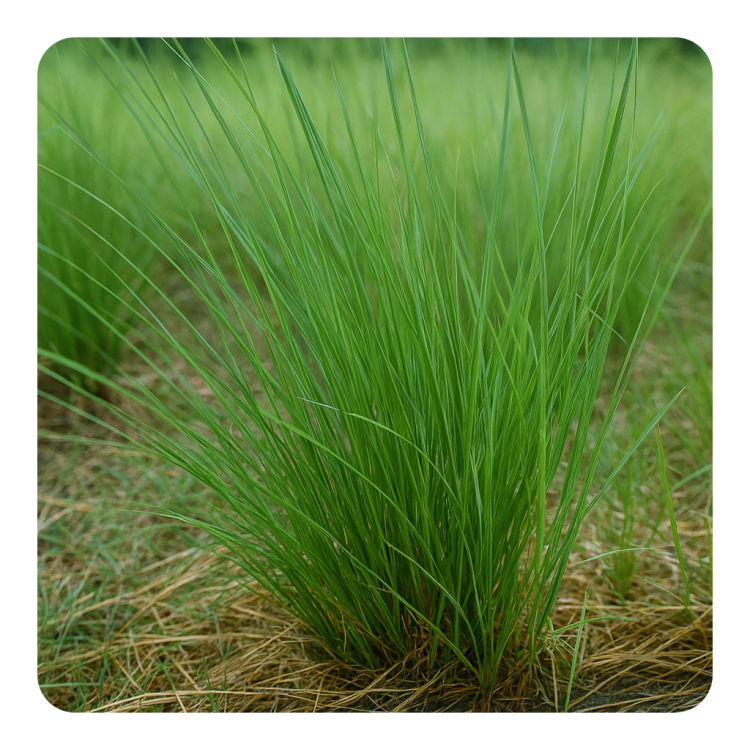 Vetiveryl Acetate II.PNG