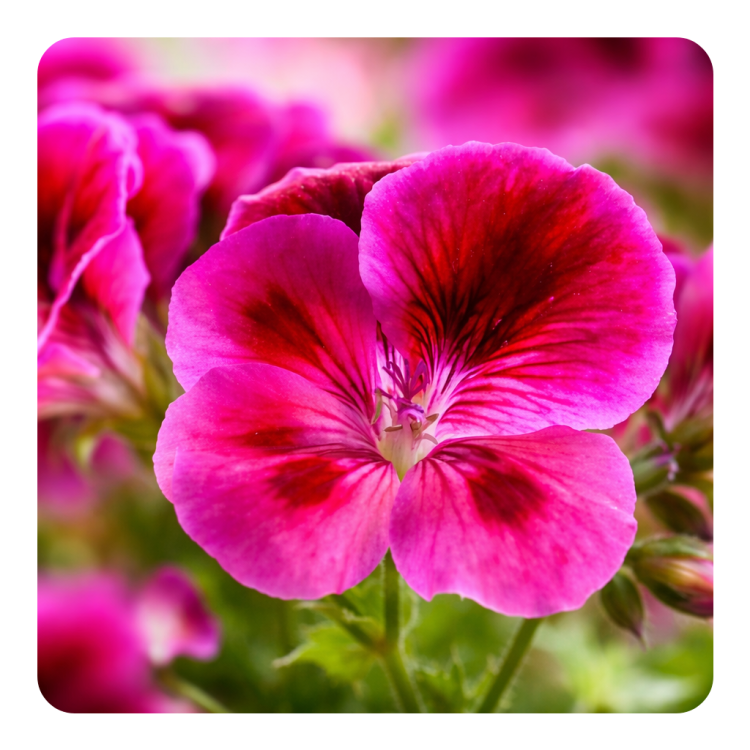 Geranium Bourbon.png